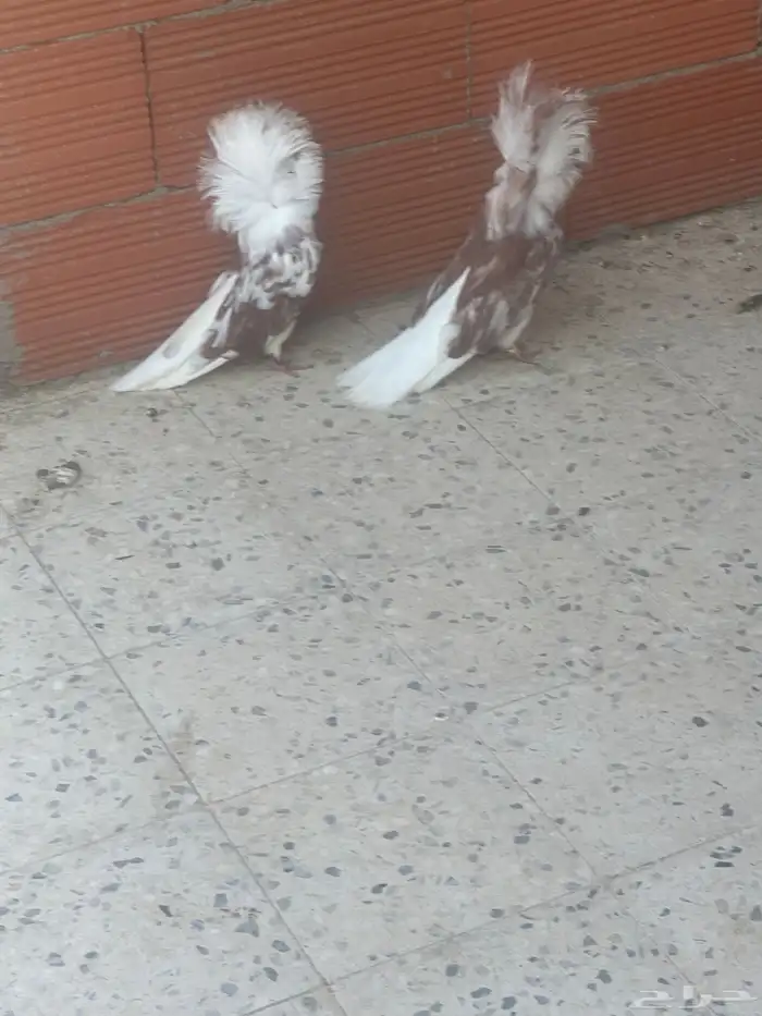 جواز حمام زينة 0