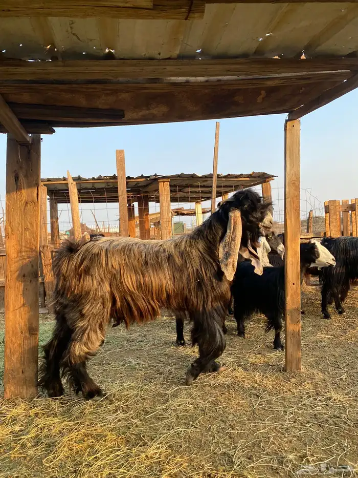 للبيع معزا عوارض وحريات بالفحل دفيع ومضاريع 29