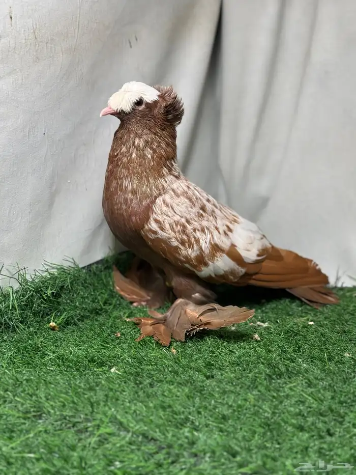 جوز حمام ساكسون 5