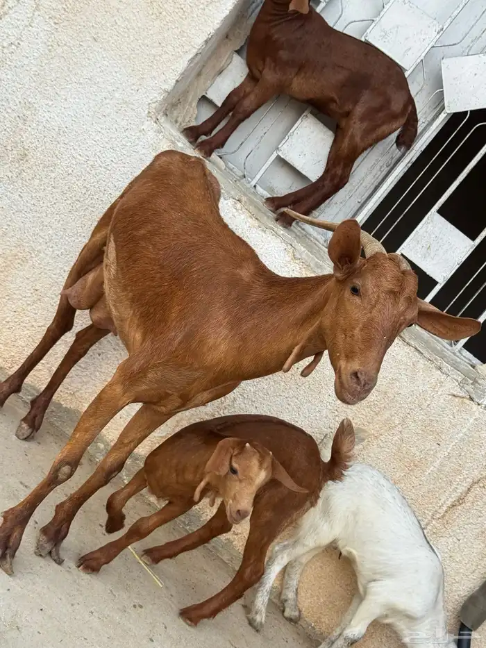 معزا مناتيج 7