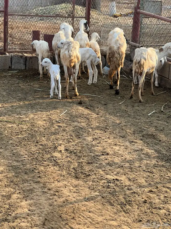 ضأن رفديات تم البيع 4