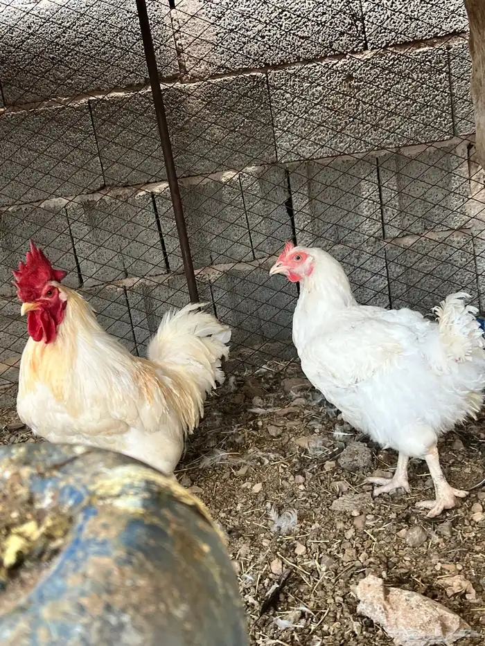 للبيع طقم ديك دجاج ابيض جروم سوبر من طيب 2