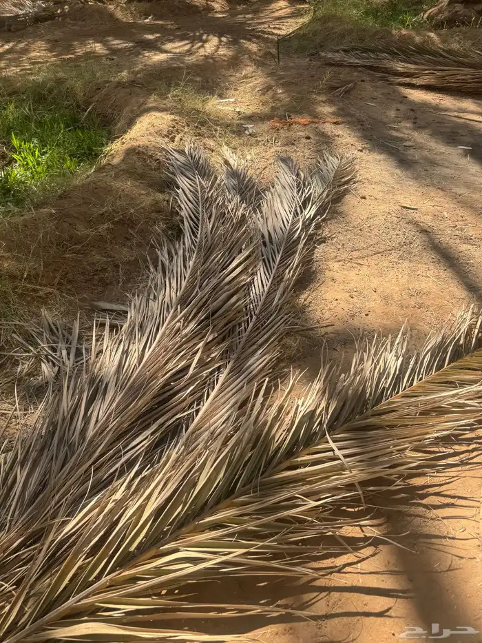 جريد لوجه الله 0