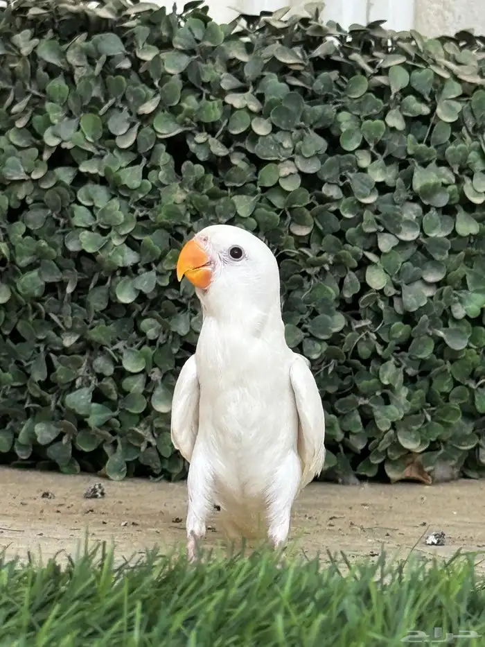 بغبغاء روز البينو هدد داخلي 0