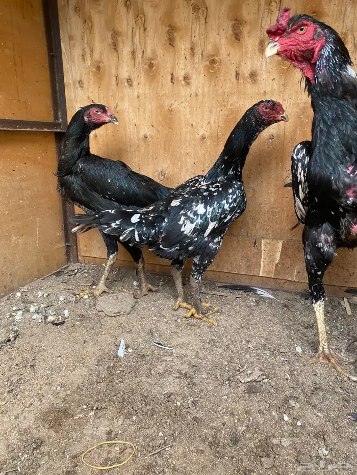 شامو ألماني هزاز ودم هزاز 1