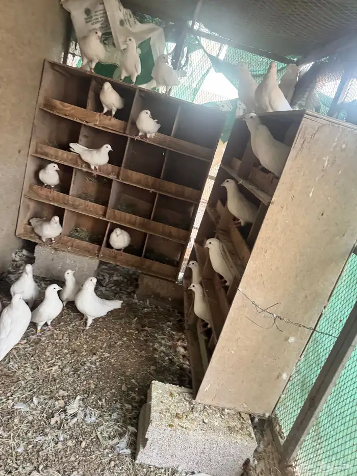 حمام فرنسي لاحم جامبو 0