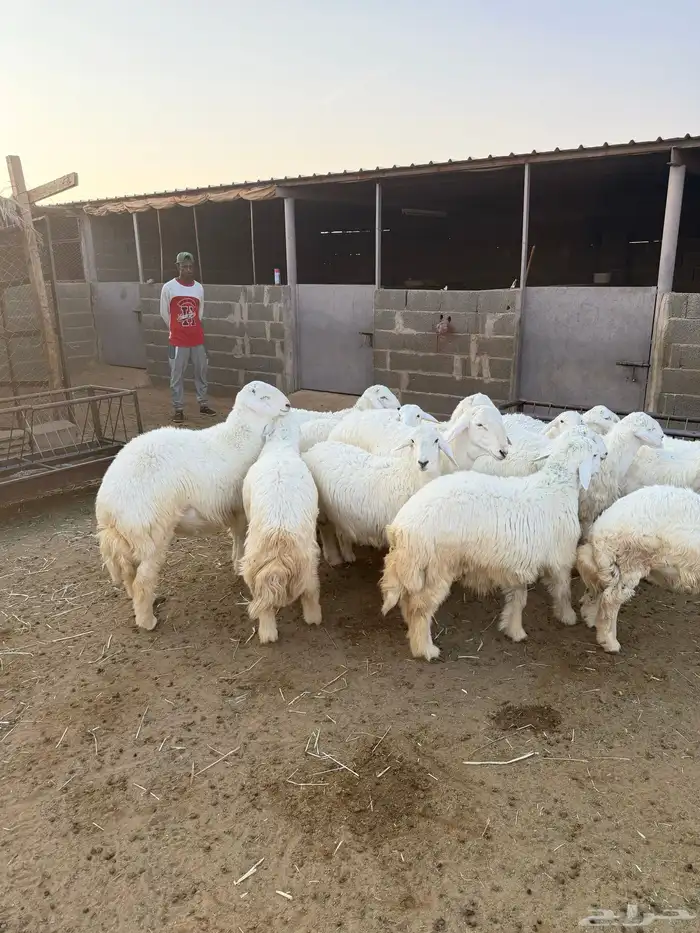 غنم للبيع ( طليان) 3