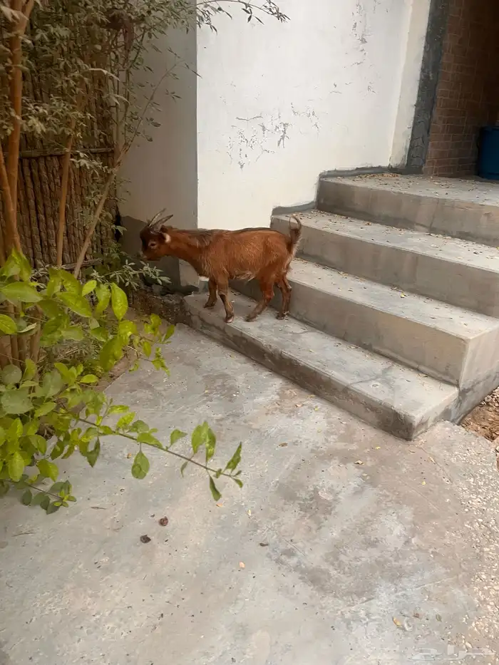 ماعز قزم صنف مشروع فحل 1