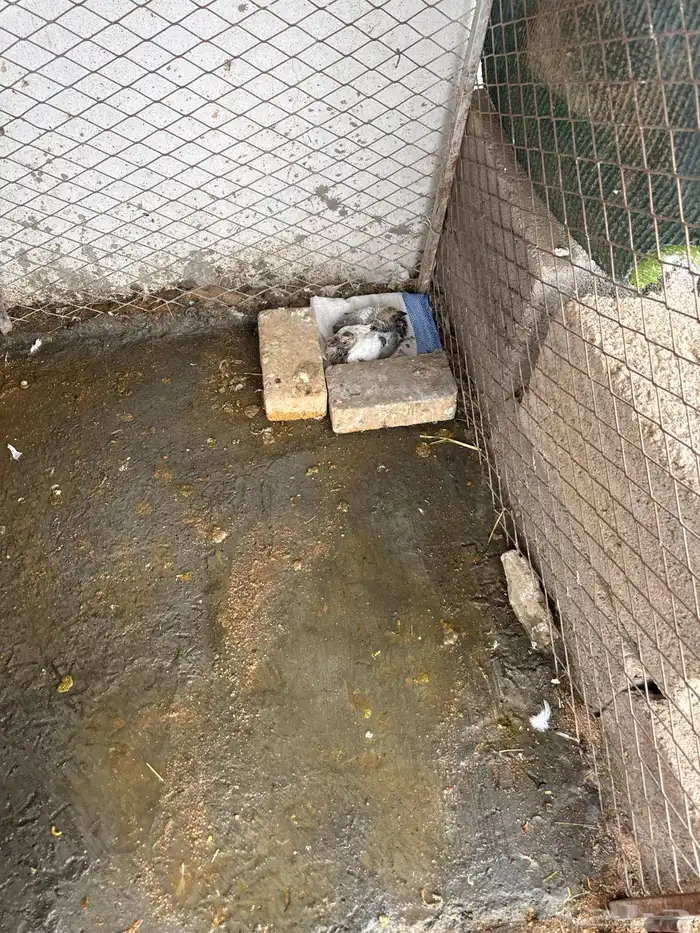 حمام للبيع 1