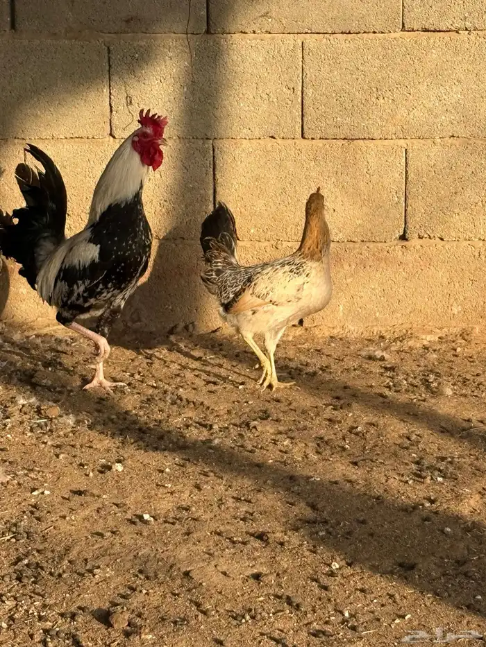 دجاج بلدي بياض عمر صغير 4