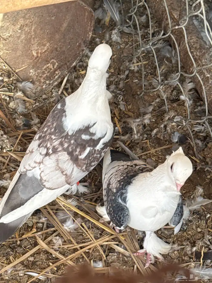 حمام حب الرمان بياض الصحه شرط حمام زينه 3