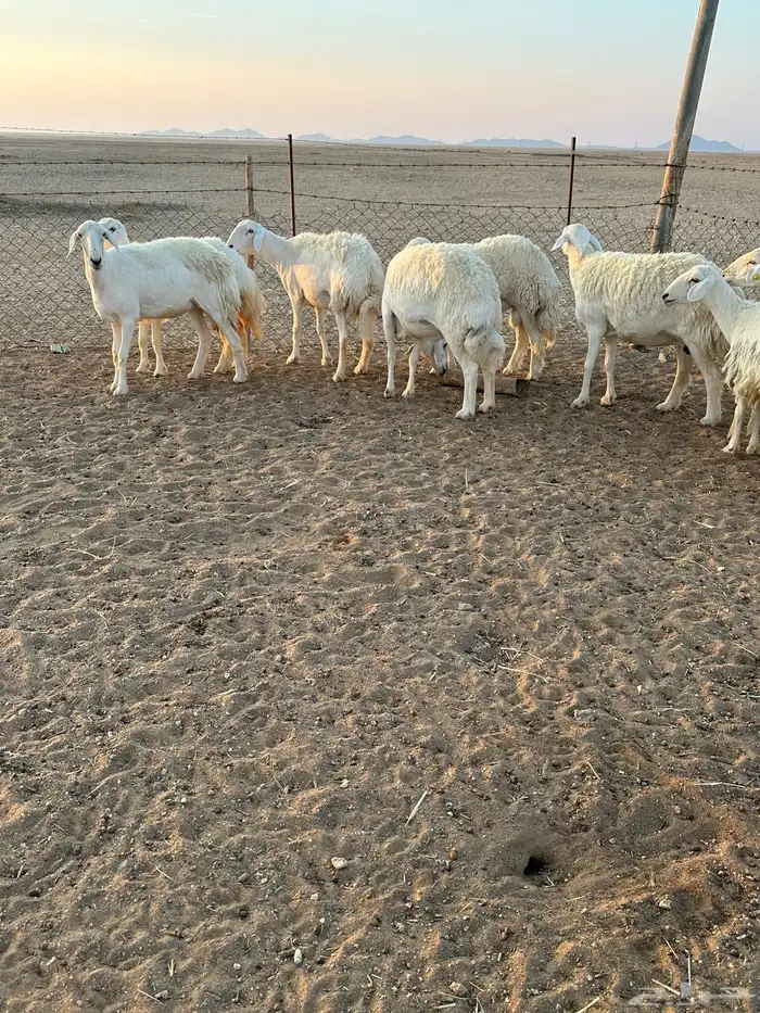 حريات حرش طيبه 2