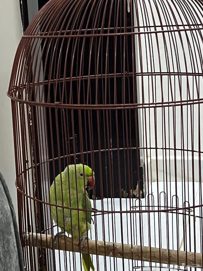 ببغاء الدر 3