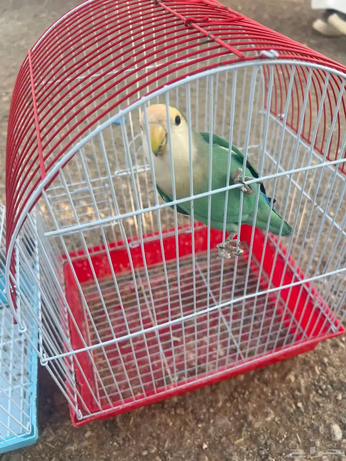 للبيع طيور روز 0