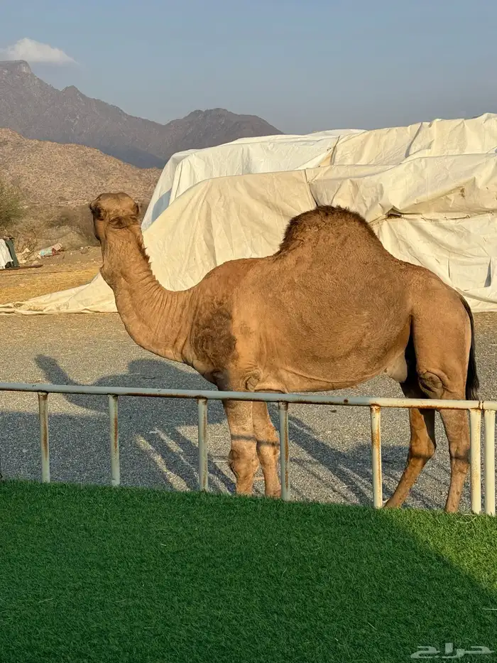 بعير احمر بقمار انتاجه حمر شرط 0