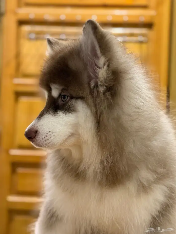 جرو مالموت الاسكا 6