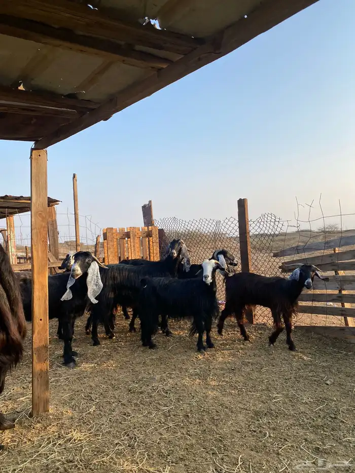 للبيع معزا عوارض وحريات بالفحل دفيع ومضاريع 32