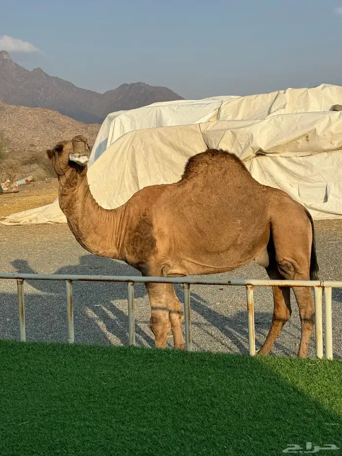 بعير احمر بقمار انتاجه حمر شرط 4