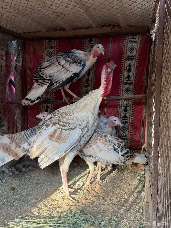 طقم دجاج رومي 0