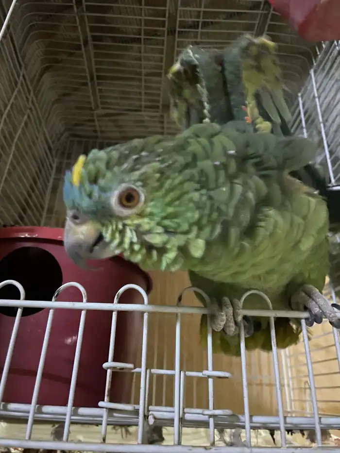 ببغاء امزوني 0