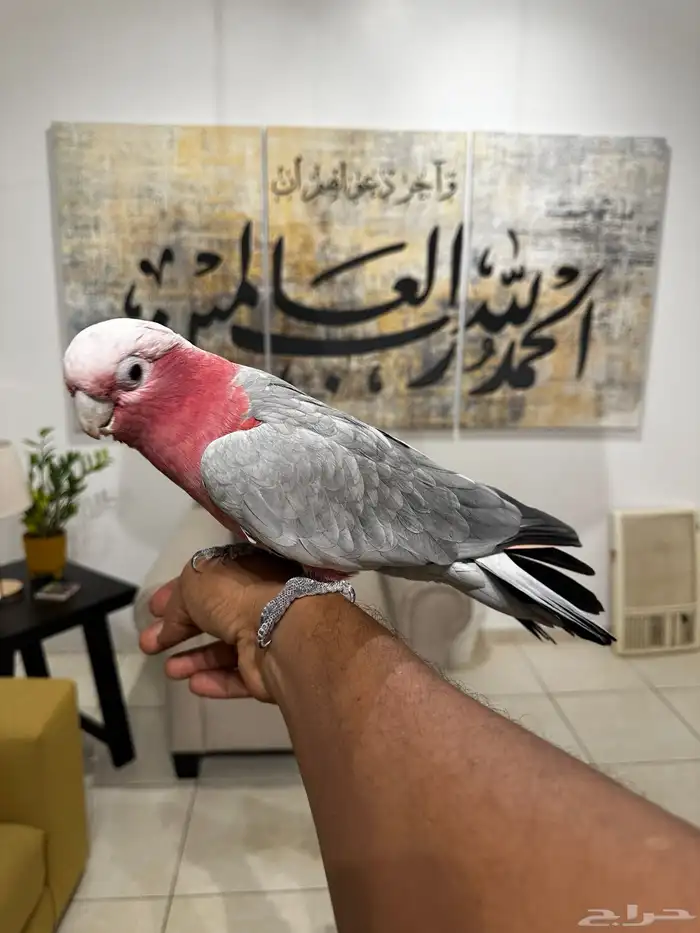 كوكاتو قالا جدا اليف ومتكلم 4