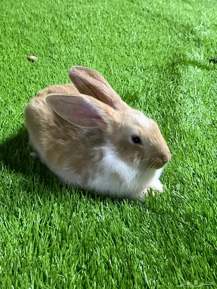 ارانب جوز فرنسي 0