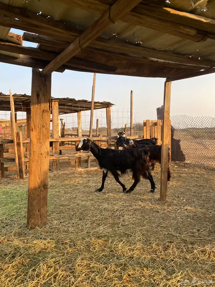 للبيع معزا عوارض وحريات بالفحل دفيع ومضاريع 24