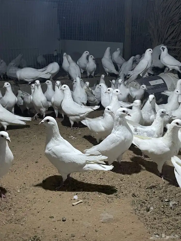 ذكور حمام فرنسي 5