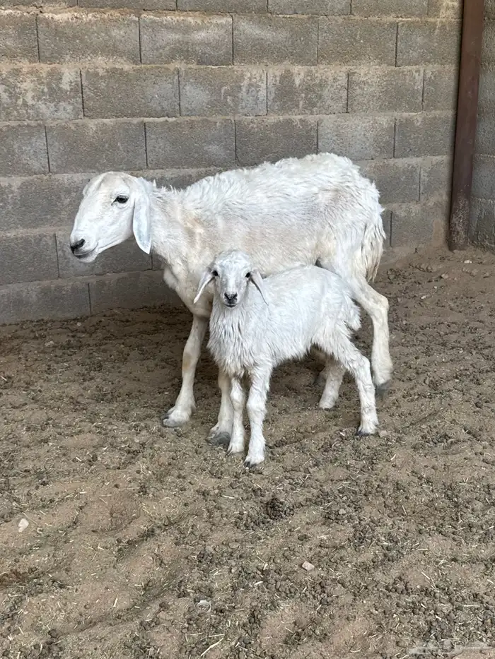 شاه رباع خلفه 2