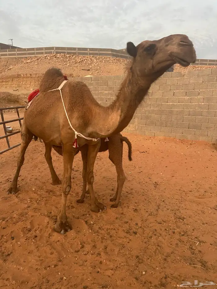 خلفه شعلا مناح وبداوه كفو 1