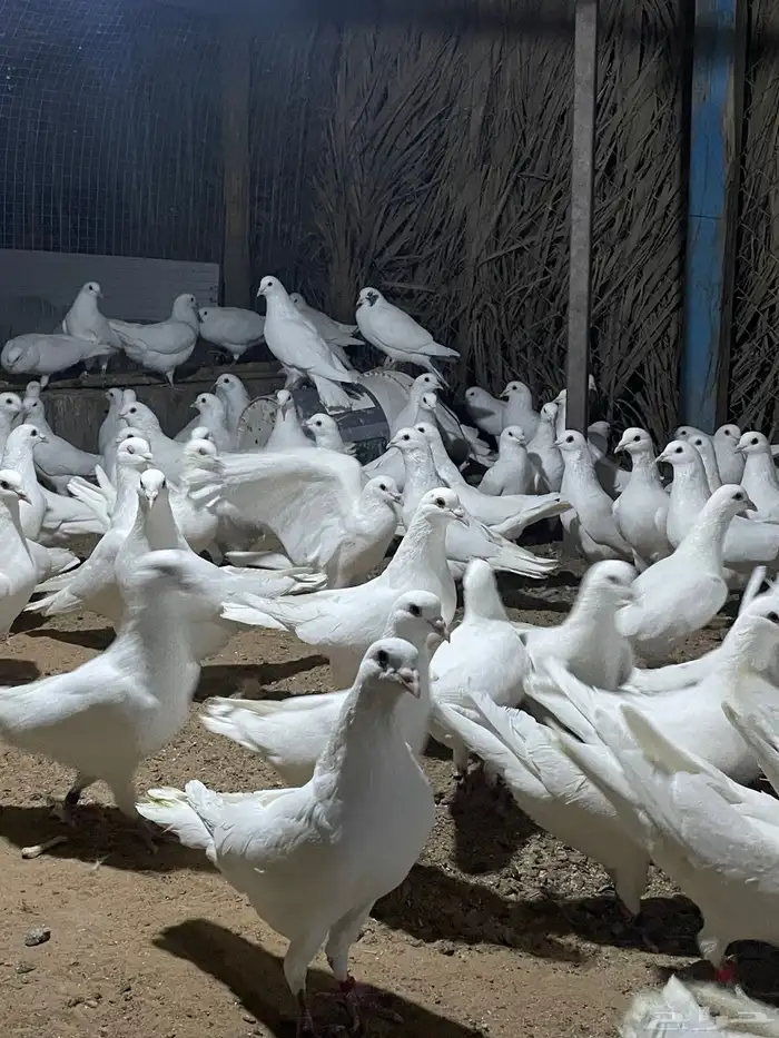 ذكور حمام فرنسي 11