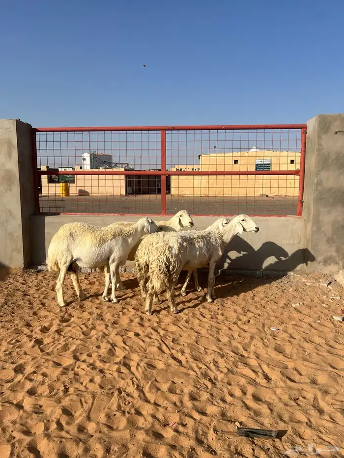 حريات مضاريع شرط عدا واحده 0