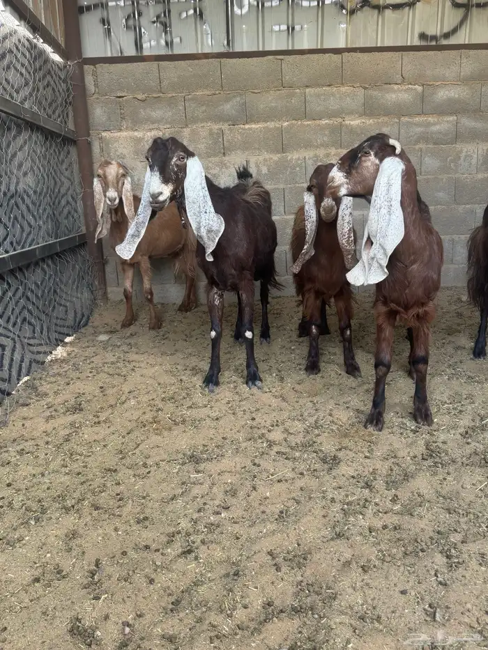 معزا منوه القاني كفوو 2