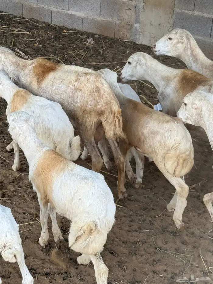 ضان مراح واحد مناتيج وقرايب 9