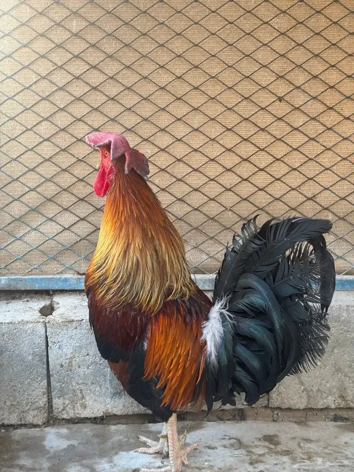 ديك فري جرم كبير التفاصيل في اعلاني السابق 4