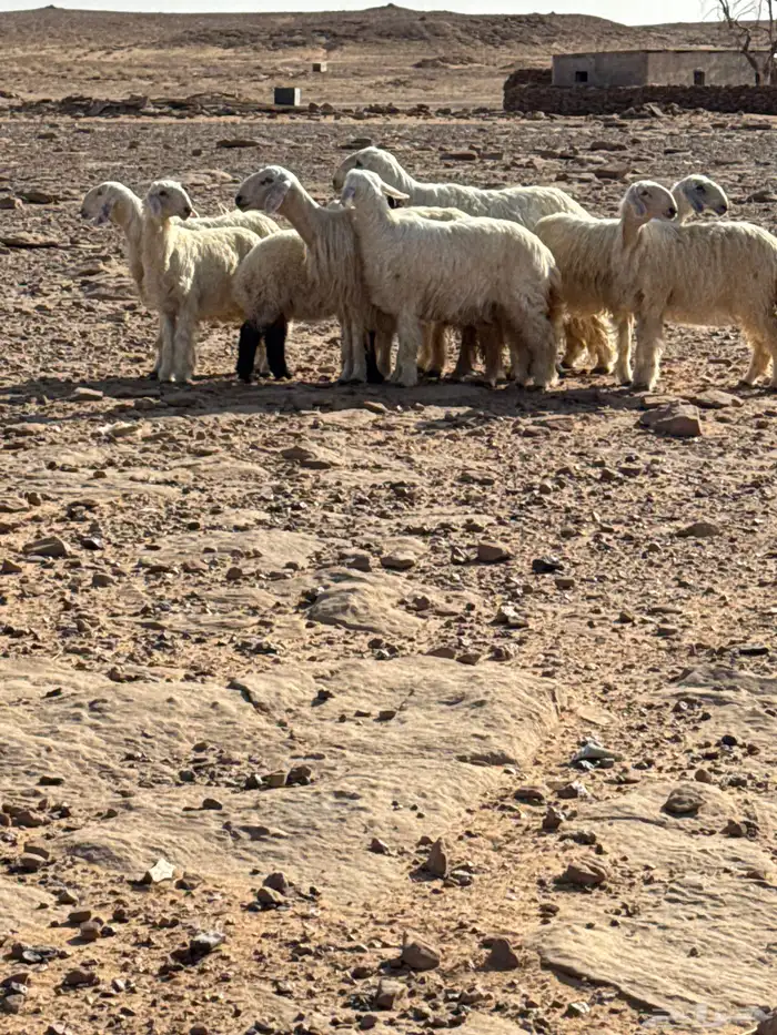 غنم نجد بيض للبيع ثلاث مضاريع كلهن جذعات وحده رباع العدد 8 0