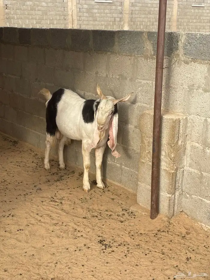 تيس للليع حسب الصوره 0