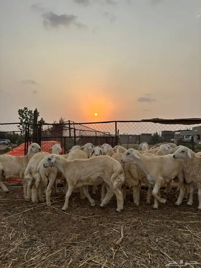 ذبايح للمناسبات 6