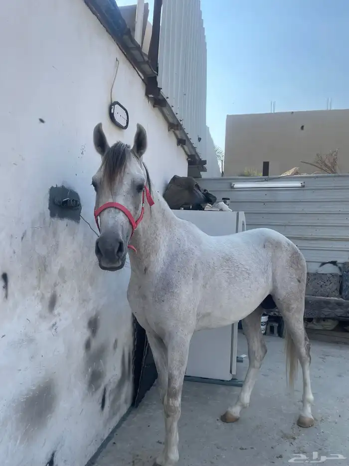 للبيع احصان شعبي العمر 5سنوان 5