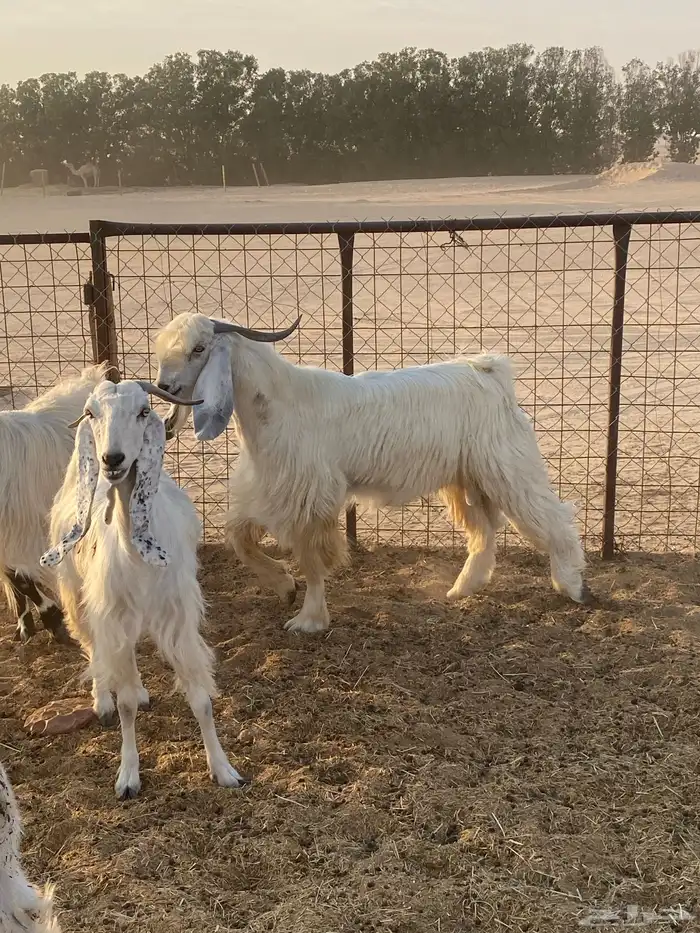 تيس فحل مشروك 2