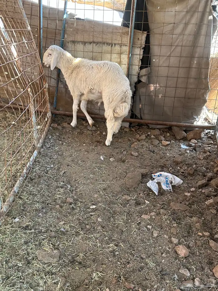 طلي حري مقفل شحم 1