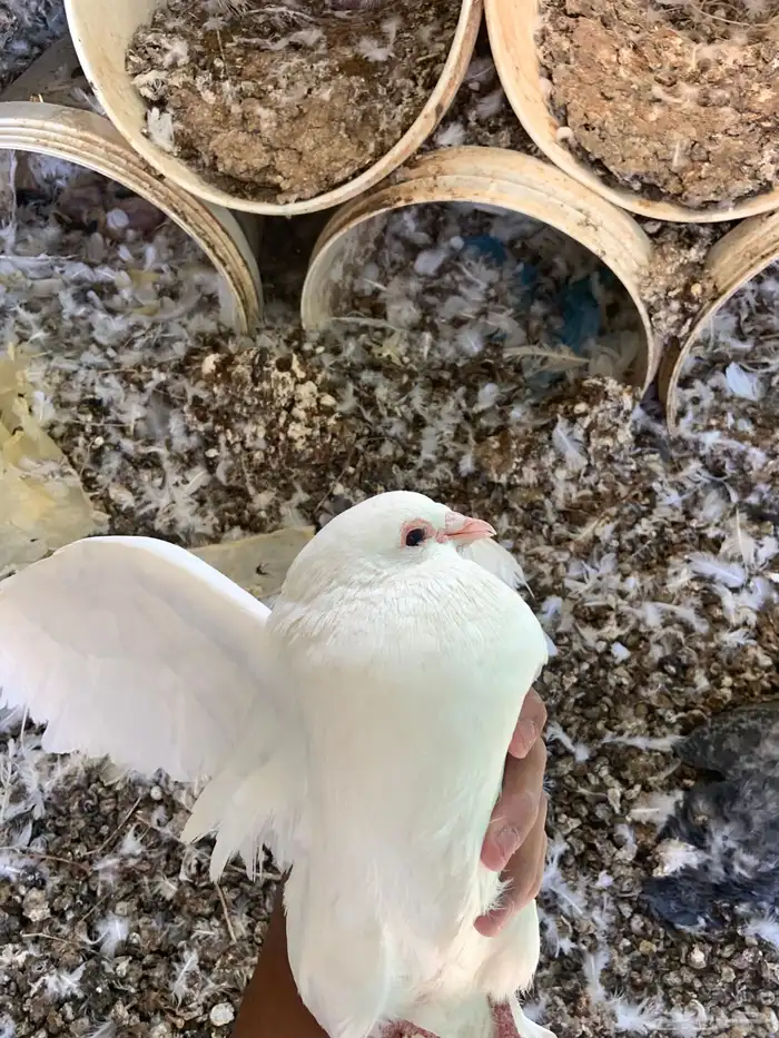 حمام فرنسي ابيض 0