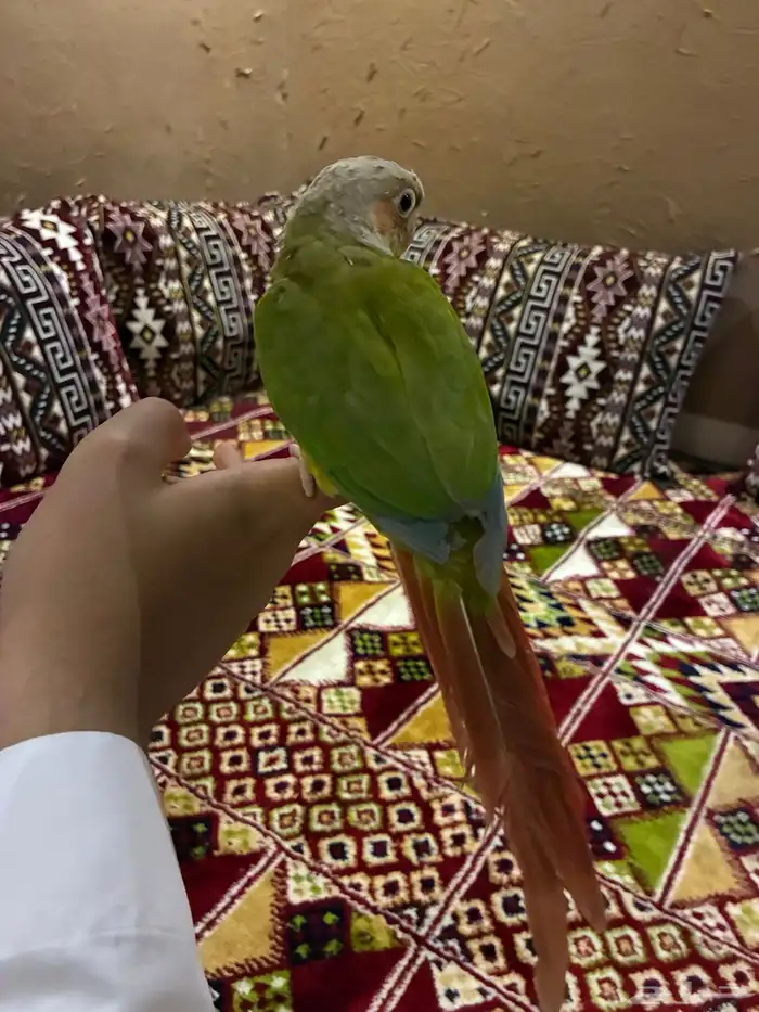 كنيور اناناس 3