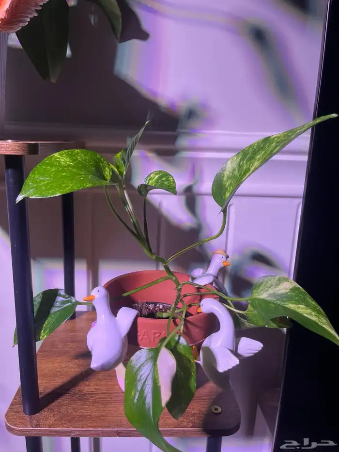 نبات داخلي للبيع واسعار الزاميا منافسة 0