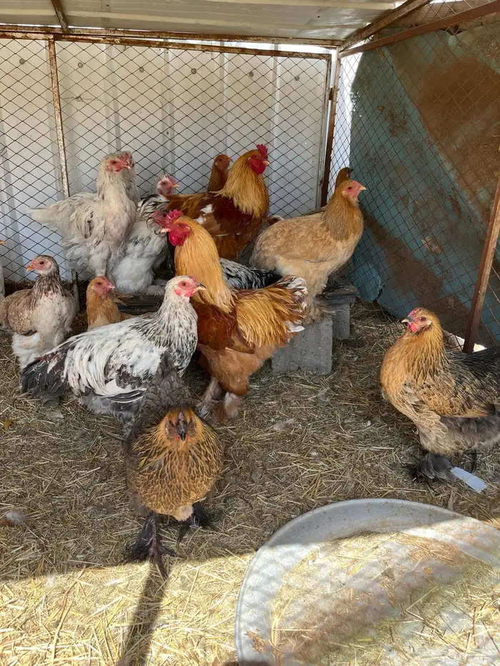 دجاج براهما 1