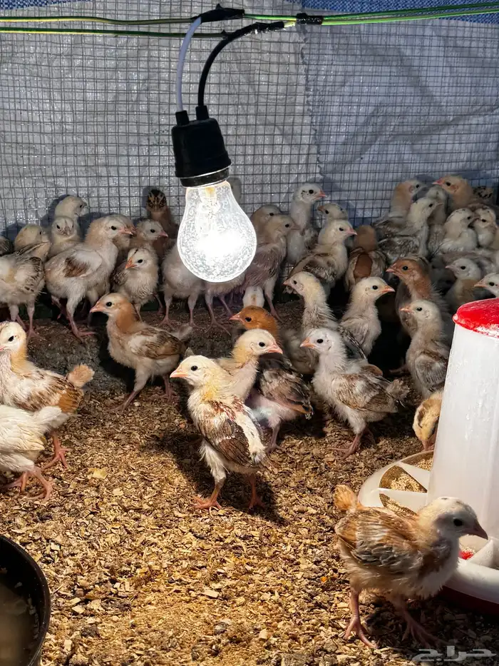 صوص دجاج بلدي العمر 26-30 يوم 1