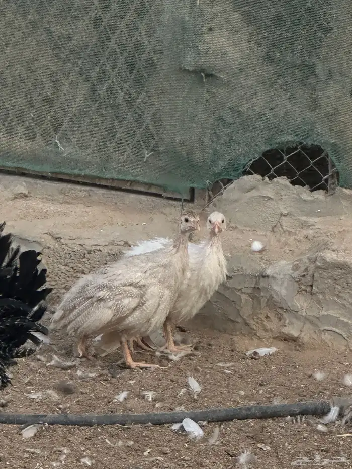 دجاج حبش اربع شهور الوان 3