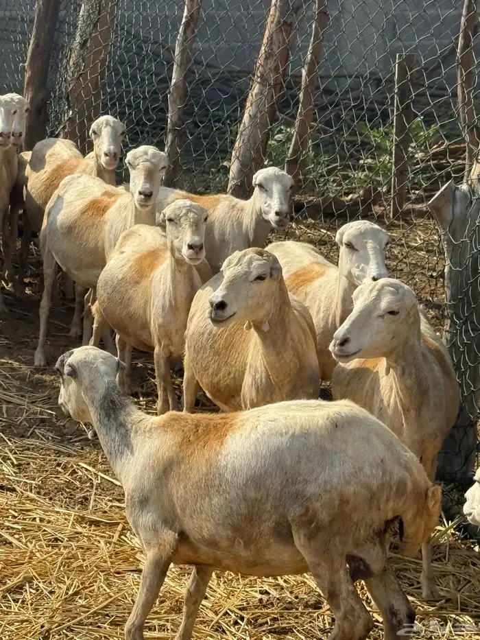 ضان مراح واحد مناتيج وقرايب 1