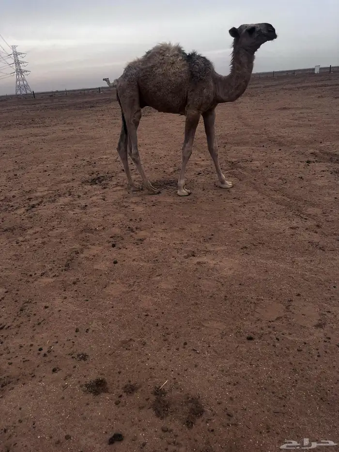 عشرا وضحاء تحتها قعود عمره 8 شهور 1