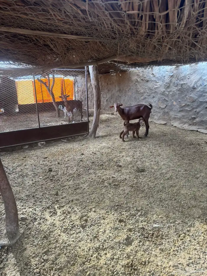 11ماعز 7عليها 8واربع وحده حليب وثلاث دفيع 0